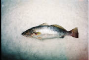 Fish/Spotted_Seatrout__Speckled_Torut_.jpg