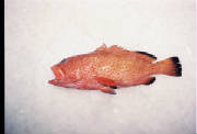 Fish/Unknown-grouper.jpg