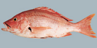 Fish/2-Blackfin-Snapper.jpg
