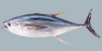 Fish/56-Yellowfin-Tuna.jpg