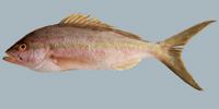 Fish/7-Yellowtail-Snapper.jpg