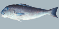 Fish/75-Blueline-Tilefish.jpg