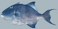 Fish/77-Gray-Triggerfish.jpg