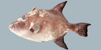 Fish/78-Ocean-Triggerfish.jpg
