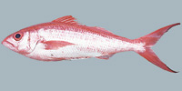 Fish/8-Queen-Snapper.jpg