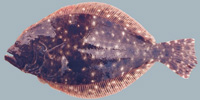 Fish/87-Southern-Flounder.jpg