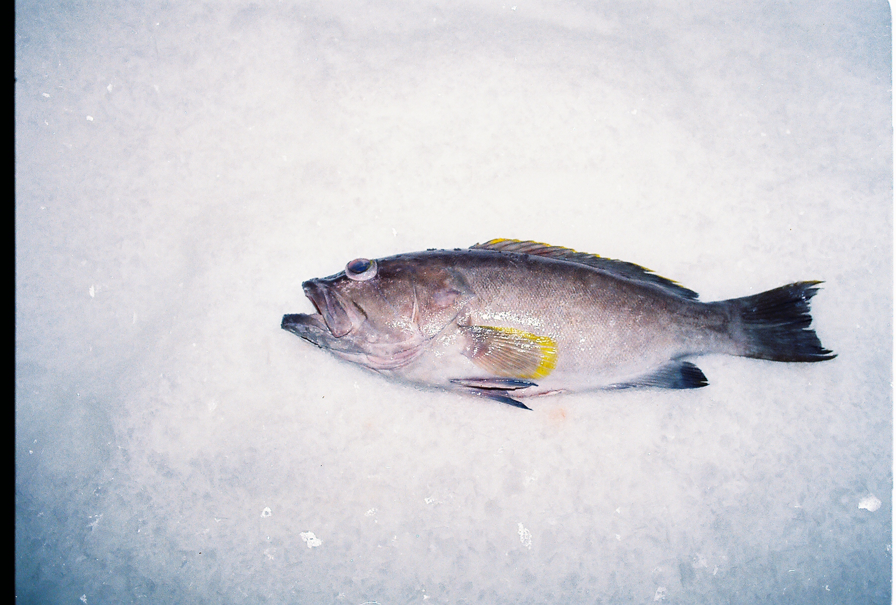 Fish/Yellowedge_Grouper.jpg
